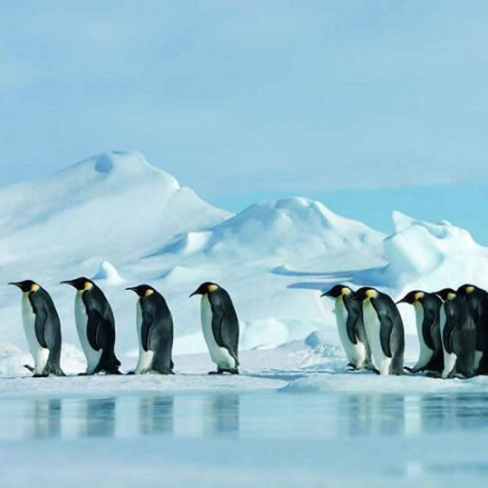 La marcha de los pingüinos 
