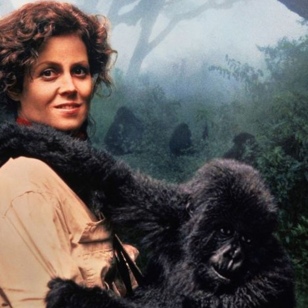 Gorilas en la niebla