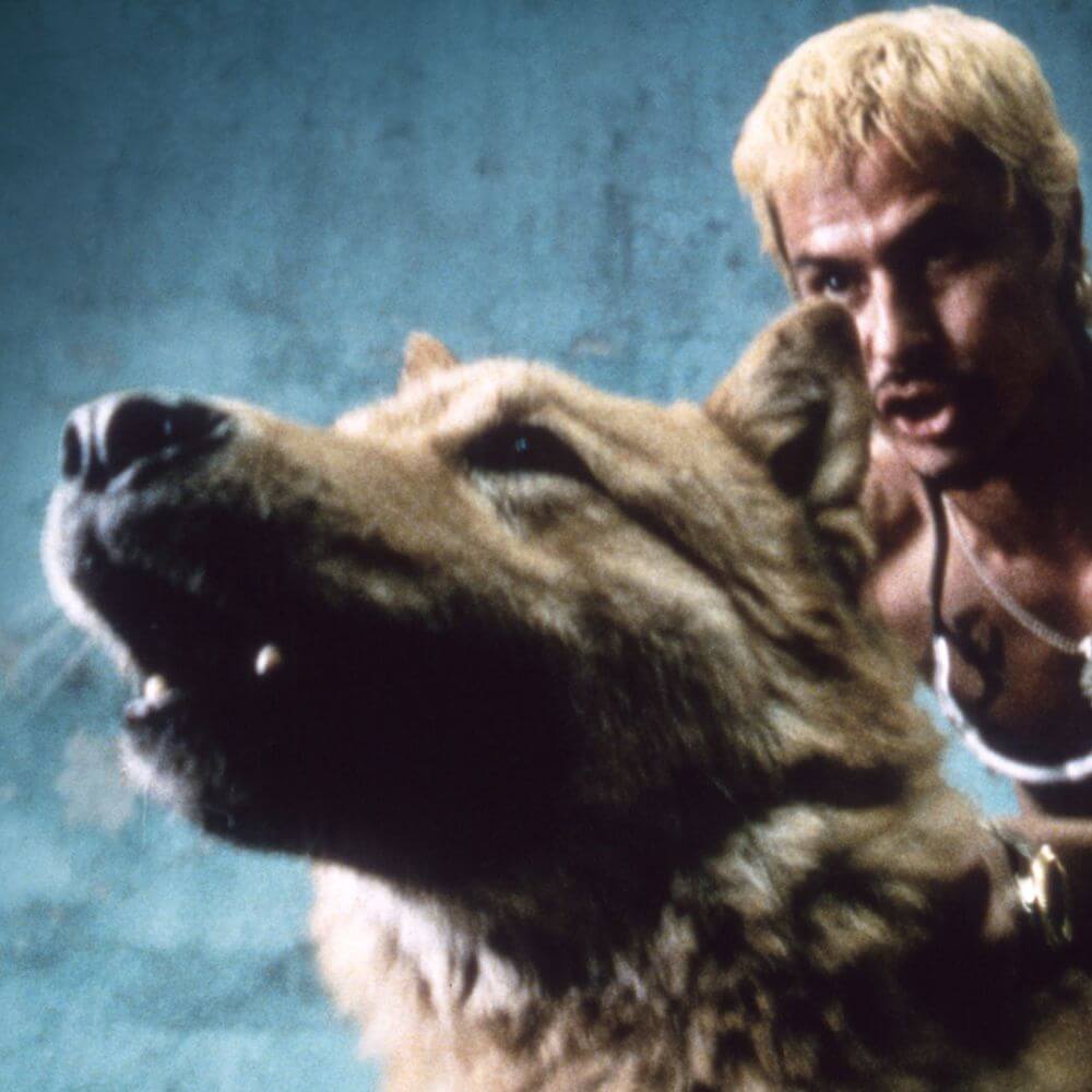 Amores perros